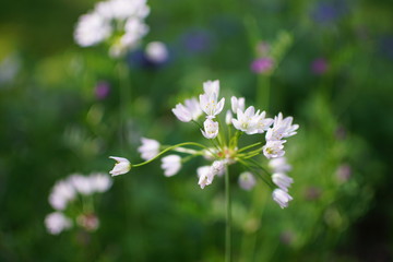 Wild Onion in Flower Side View Spring