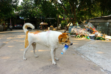 White and brown dogs biting water bottles