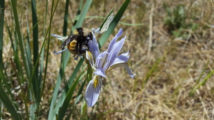 Bumble Vee on wild iris