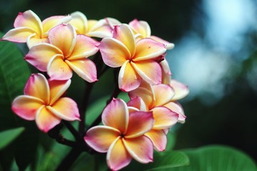 Fototapeta na wymiar Close-up Of Flowers Blooming Outdoors