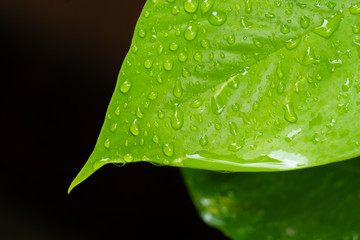 Fototapeta premium close up picture of rain drop on the green plant leaves. nuture concept