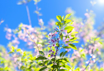  background with spring apple blossom.