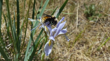 Bumblebee on wild iris