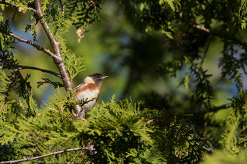 The Bay-breasted Warbler (Setophaga castanea)