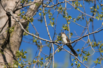 Obraz premium black-billed cuckoo (Coccyzus erythropthalmus) 