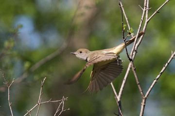  great crested flycatcher (Myiarchus crinitus)