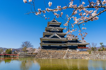 桜満開の春の松本城
