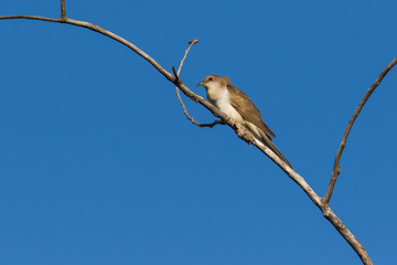  black-billed cuckoo (Coccyzus erythropthalmus) 