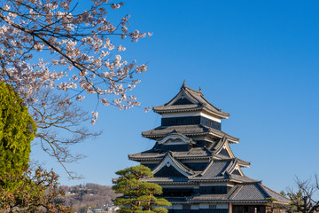 Fototapeta premium 桜満開の春の松本城