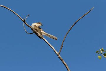  black-billed cuckoo (Coccyzus erythropthalmus) 