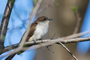Obraz premium black-billed cuckoo (Coccyzus erythropthalmus) 