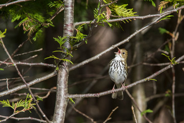 ovenbird (Seiurus aurocapilla) singing in spring