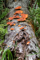 The Beautiful and Complex Forest Floor Ecosystems