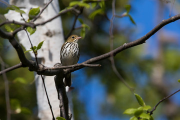 ovenbird (Seiurus aurocapilla) singing in spring