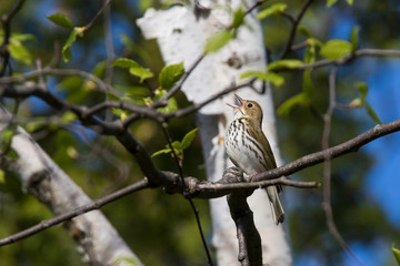 ovenbird (Seiurus aurocapilla) singing in spring