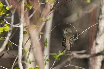 The least flycatcher (Empidonax minimus)