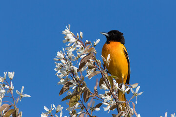 Male  Baltimore oriole (Icterus galbula) 