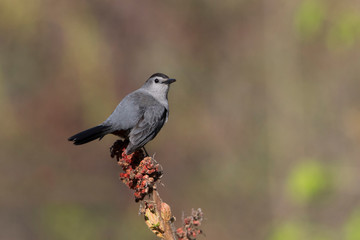 The gray catbird (Dumetella carolinensis)