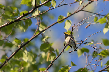 Fototapeta premium black-throated green warbler (Setophaga virens) 
