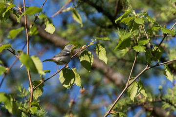 northern parula (Setophaga americana)