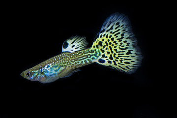 Beautiful Male snakeskin cobra guppy
