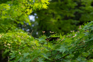 イロハモミジの実／Acer palmatum