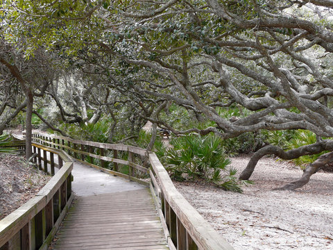Cumberland Island, Georgia, Sea Camp boardwalk. Maritime forest Southern Live Oaks between dunes and salt marsh lean away from the ocean due to wind and salt spray.