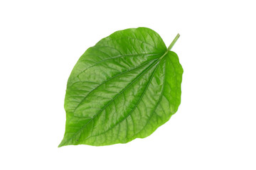 Obraz premium Betel leaves isolated on white background. Fresh green herbal leaves