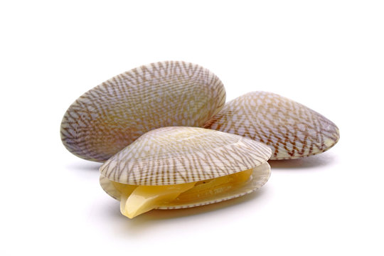 Seafood : Fresh Baby clam shell isolated on white background.