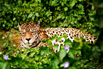 male jaguar in the wild