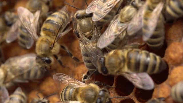 Honey bee workers keep the hive temperature uniform in the critical brood area (where new bees are raised)