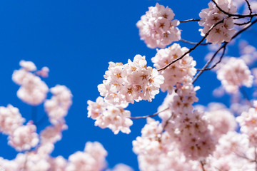 満開の桜の花