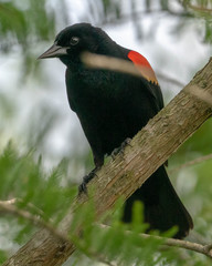 Red Winged Perched