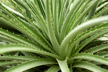 Fototapeta na wymiar Green succulent plant with spikes