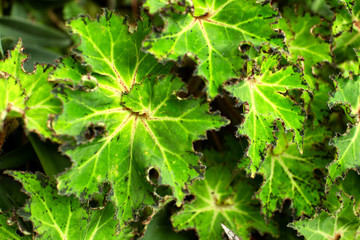 Leaves of tropical plants
