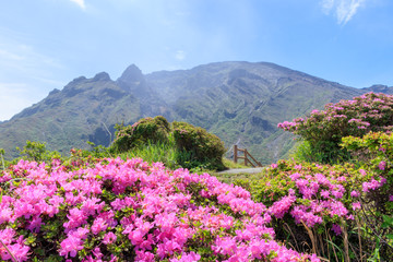 ミヤマキリシマ　仙酔峡　熊本県阿蘇市　Rhododendron kiusianum Sensuikyo Kumamoto Aso city
