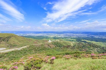Fototapeta premium ミヤマキリシマ 仙酔峡 熊本県阿蘇市 Rhododendron kiusianum Sensuikyo Kumamoto Aso city 