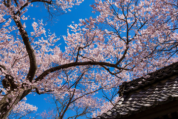 高遠城址公園の満開の桜