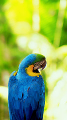 Blue and yellow parrot