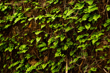 green ivy on the wall