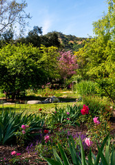 Botanical garden in spring with roses, cherry tree in bloom and hills in the distance.