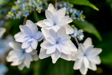 Fototapeta na wymiar 白いガクアジサイの花