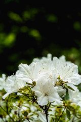 White flowers. Macro photography. Beautiful white tiny flowers with blurry green background. 