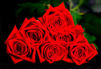 red roses on black background