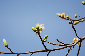 Bombax anceps Pierre flower isolated on blue sky background.