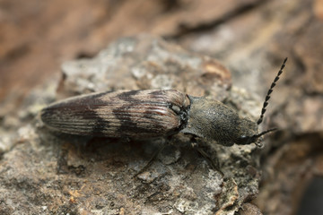 Click beetle, Harminius undulatus on wood, macro photo