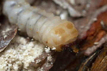 Long horn beetle, Cerambycidae larva on pine wood