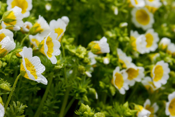 Closeup of Douglas' meadowfoam (Limnanthes douglasii), a yellow and white wildflower.