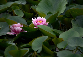 Water lily　purity of heart　　flower