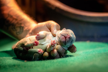 New born puppies of American Bully, pocket size. Few hours old